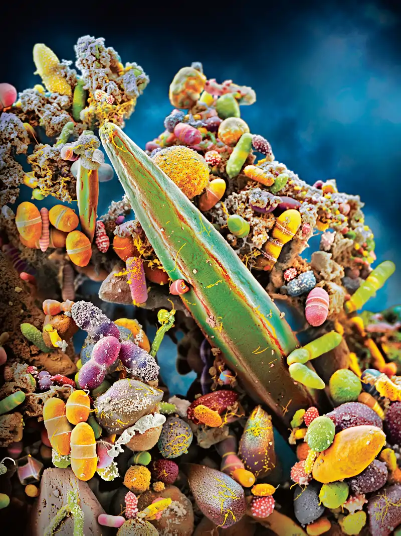 Microorganismos del intestino