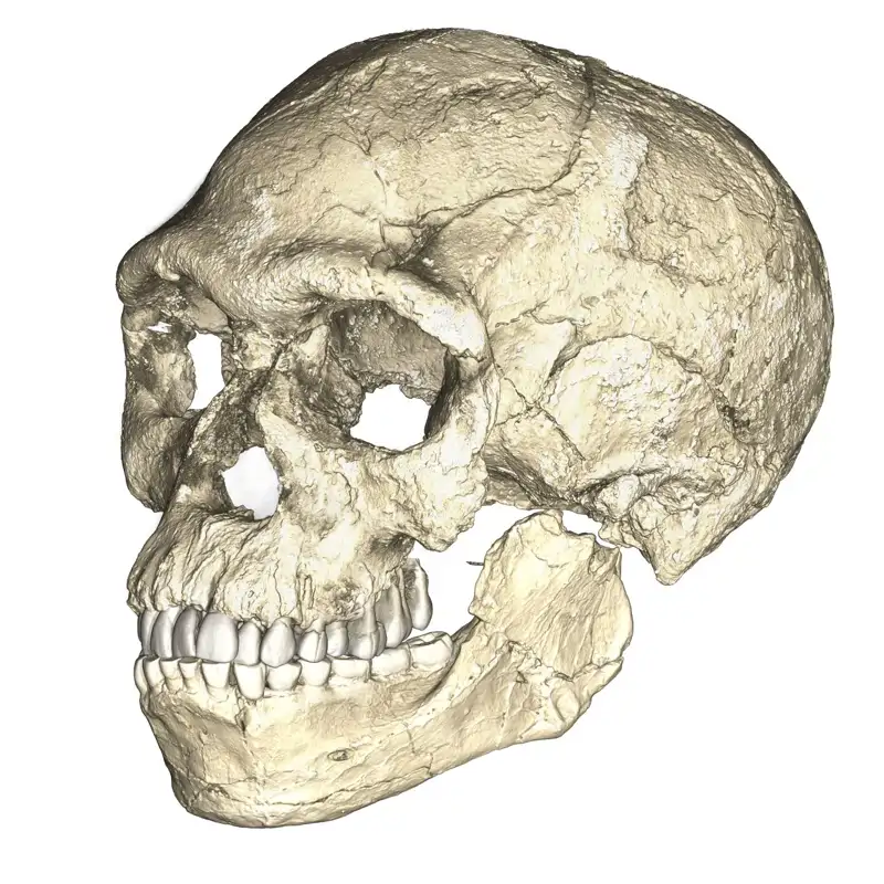 Una nueva concepción de la evolución humana