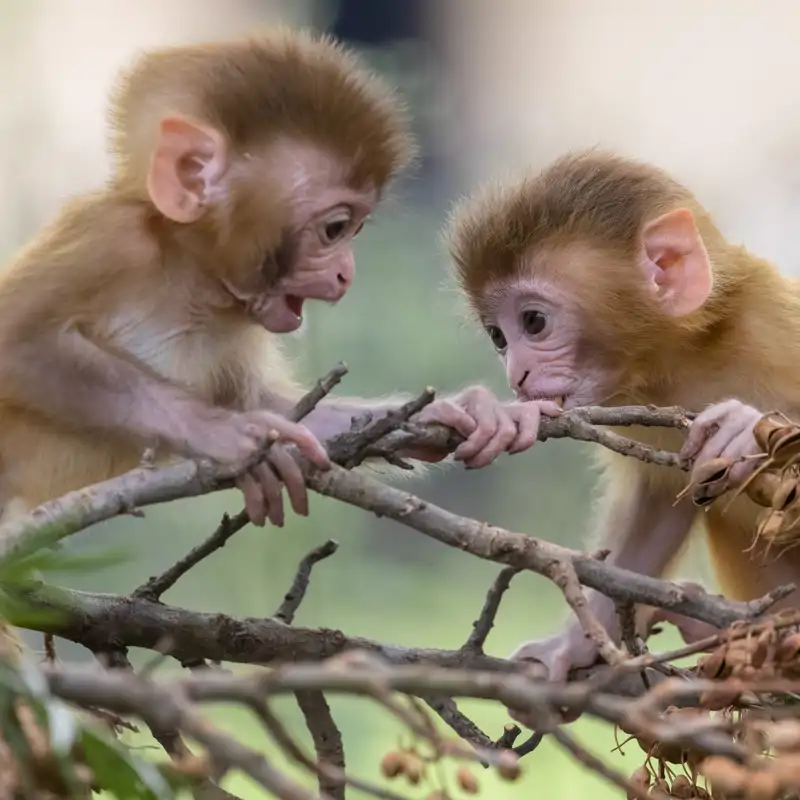 1 minuto con animales bebés: ¿por qué nos gustan tanto?