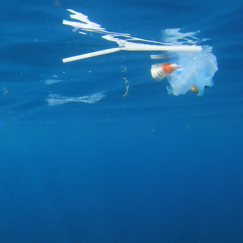 Sí, las pajitas de plástico sí afectan a los tiburones