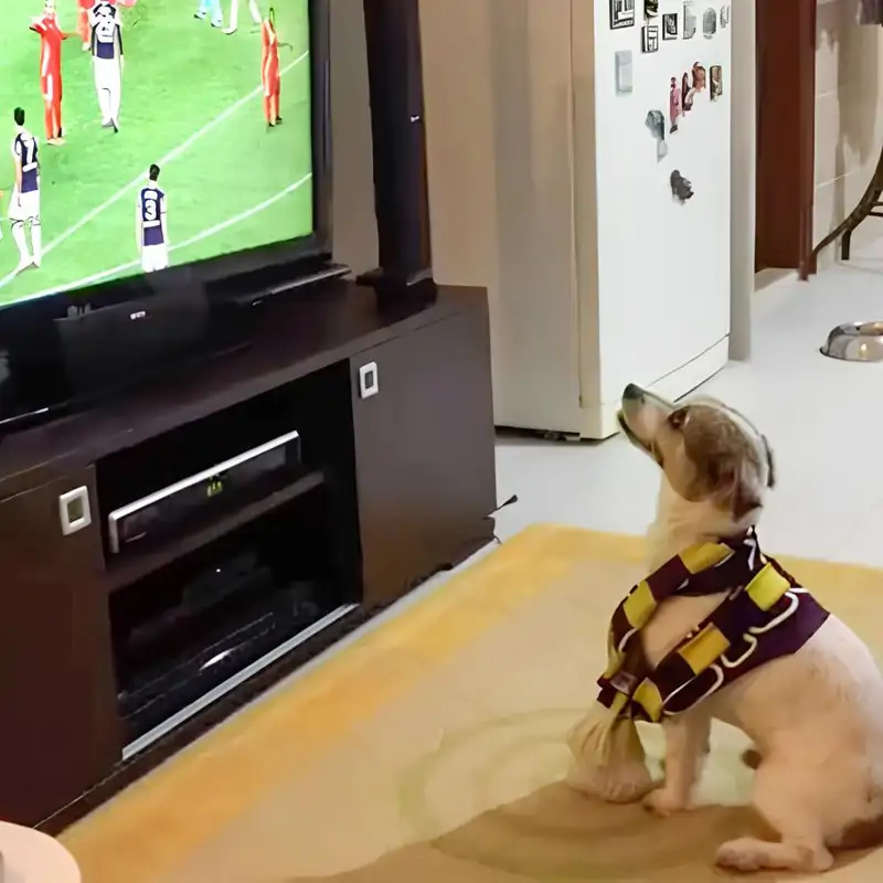 ¿A los perros les gusta ver la televisión? Esto dicen los estudios científicos
