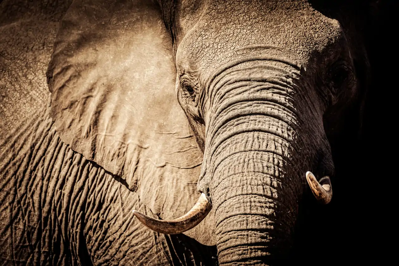 Elefante africano