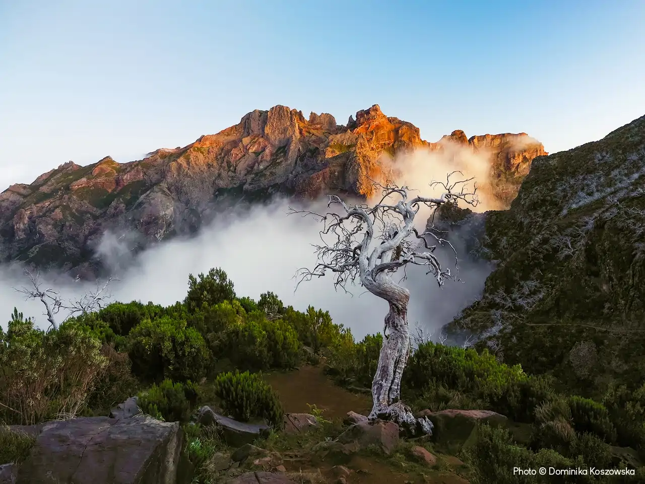 lone-tree--dominika-koszowska_ebaae566_250212091813_1280x961.webp