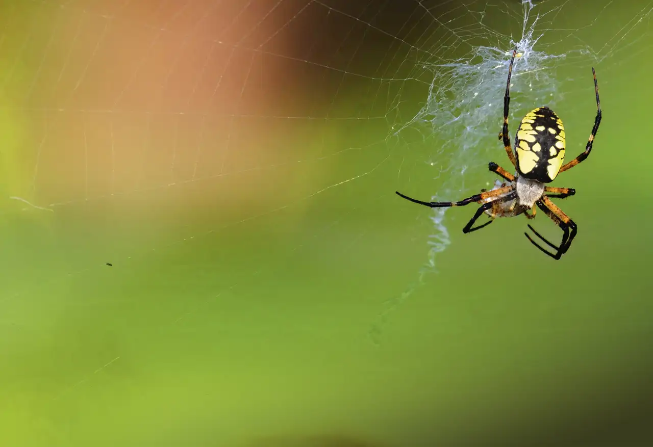 Hembra de araña amarilla