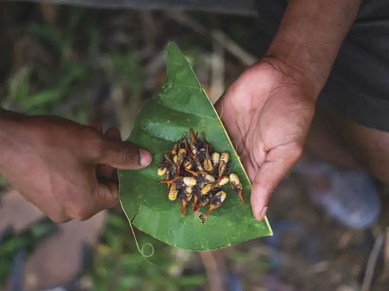 Insectos nutritivos