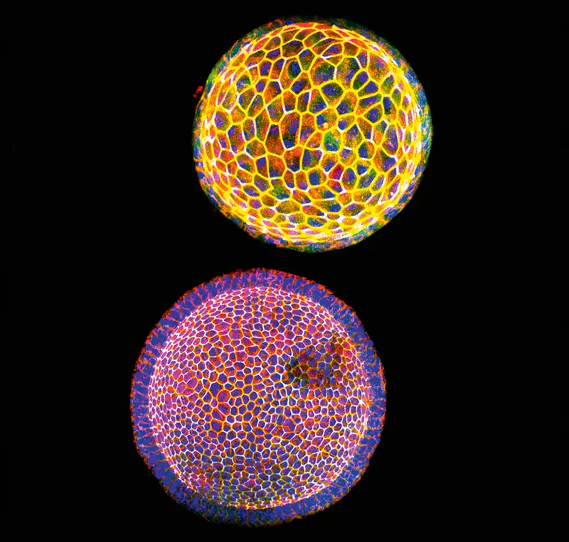 Organoides hepáticos