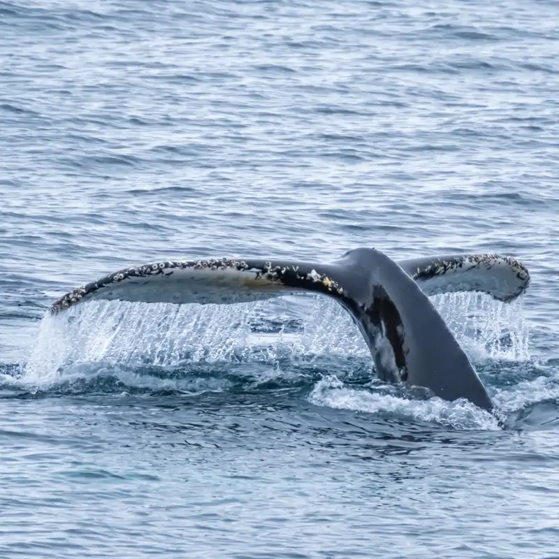 Tragado y escupido por una ballena jorobada: la insólita anécdota de Adrián Simancas