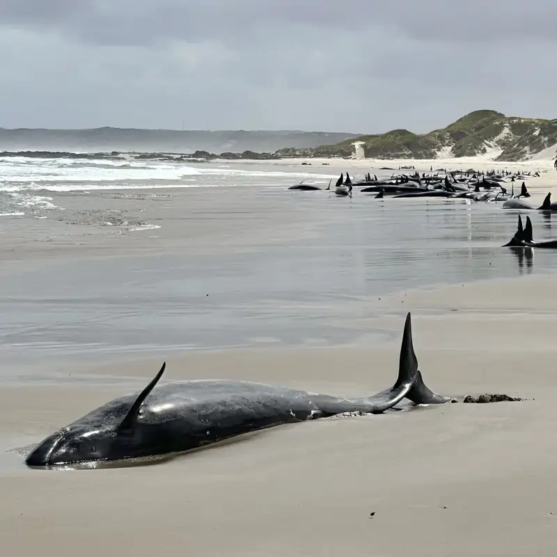 Nueva tragedia en playas de Australia: decenas de cetáceos quedan varados en Tasmania