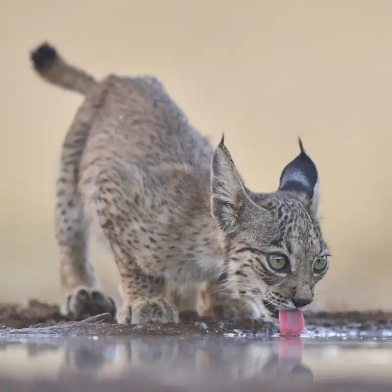 Ignacio Jiménez, ambientalista: El lince ibérico se ha convertido en un símbolo de la conservación