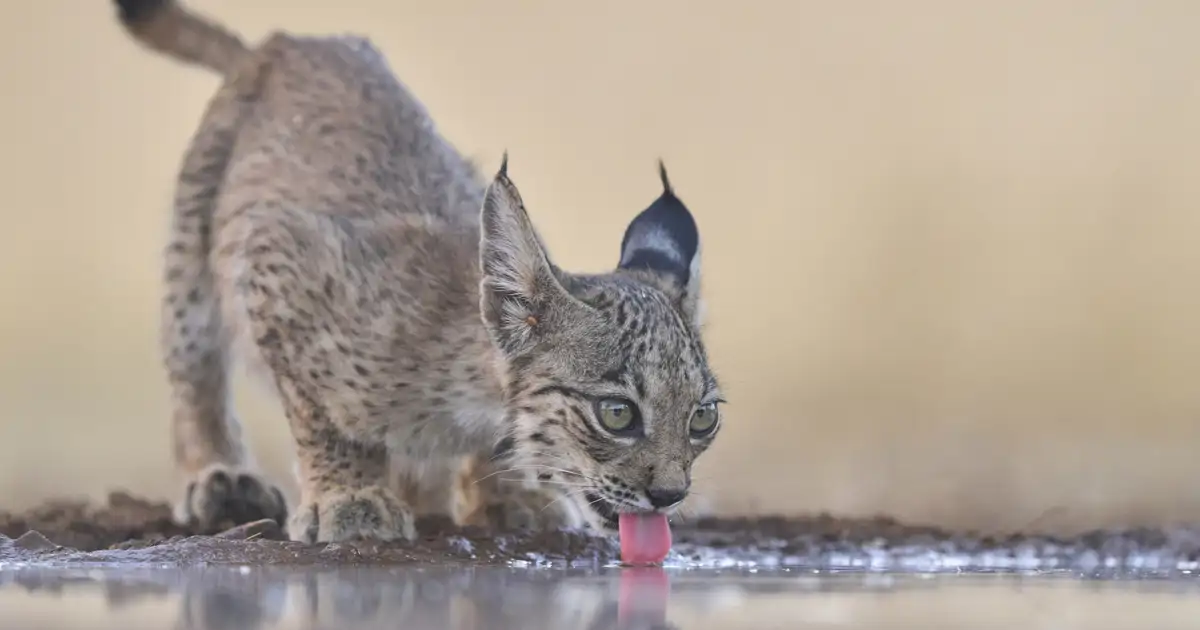 Ignacio Jiménez, ambientalista: El lince ibérico se ha convertido en un  símbolo de la conservación