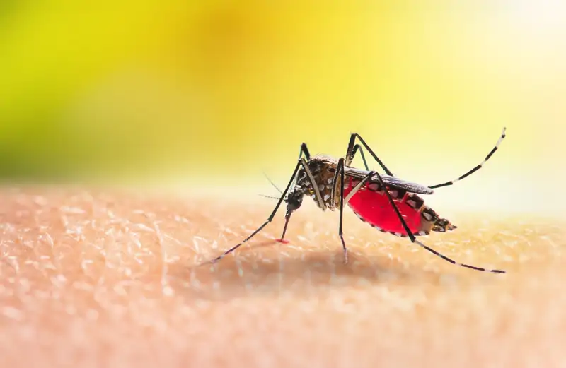 Mosquito del género Anopheles 
