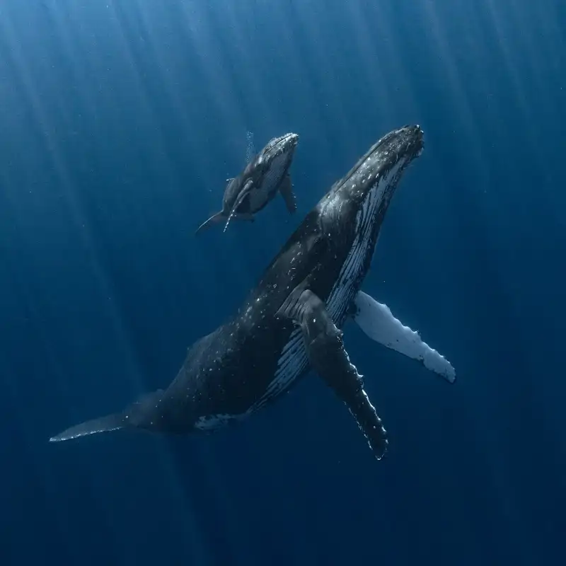 Underwater Photographer of the Year 2025: Las mejores imágenes submarinas del año