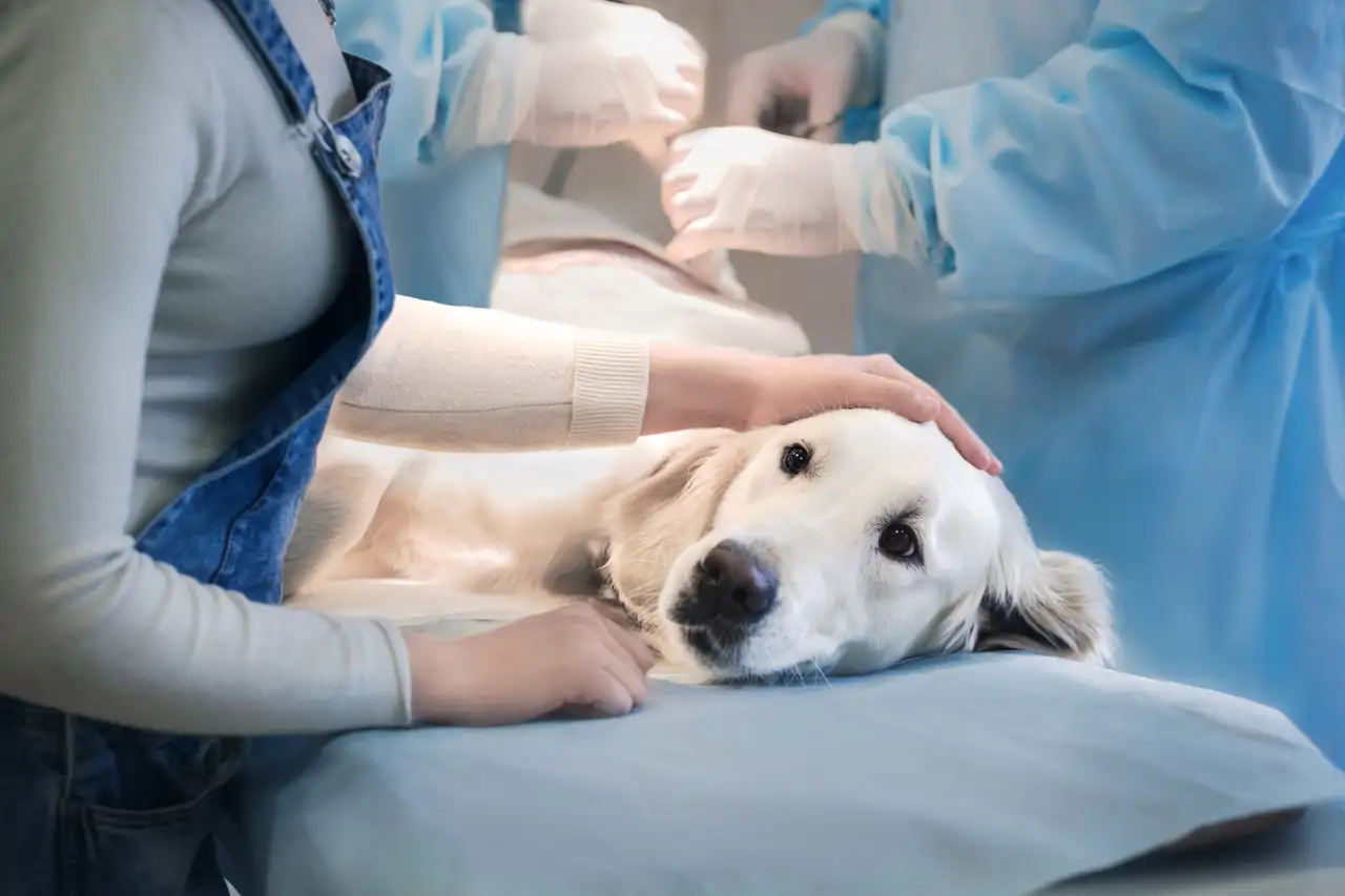 Perro en el veterinario (iStock, Alex Sokolov)