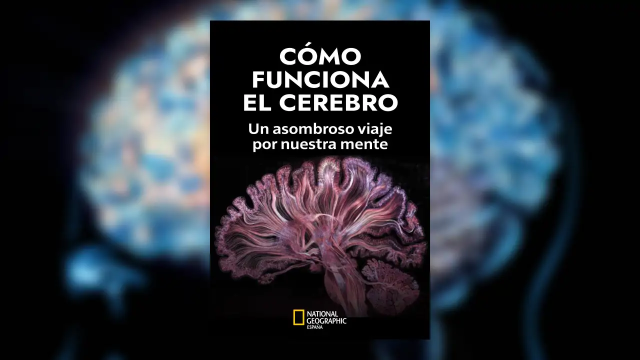 Como Funciona Cerebro