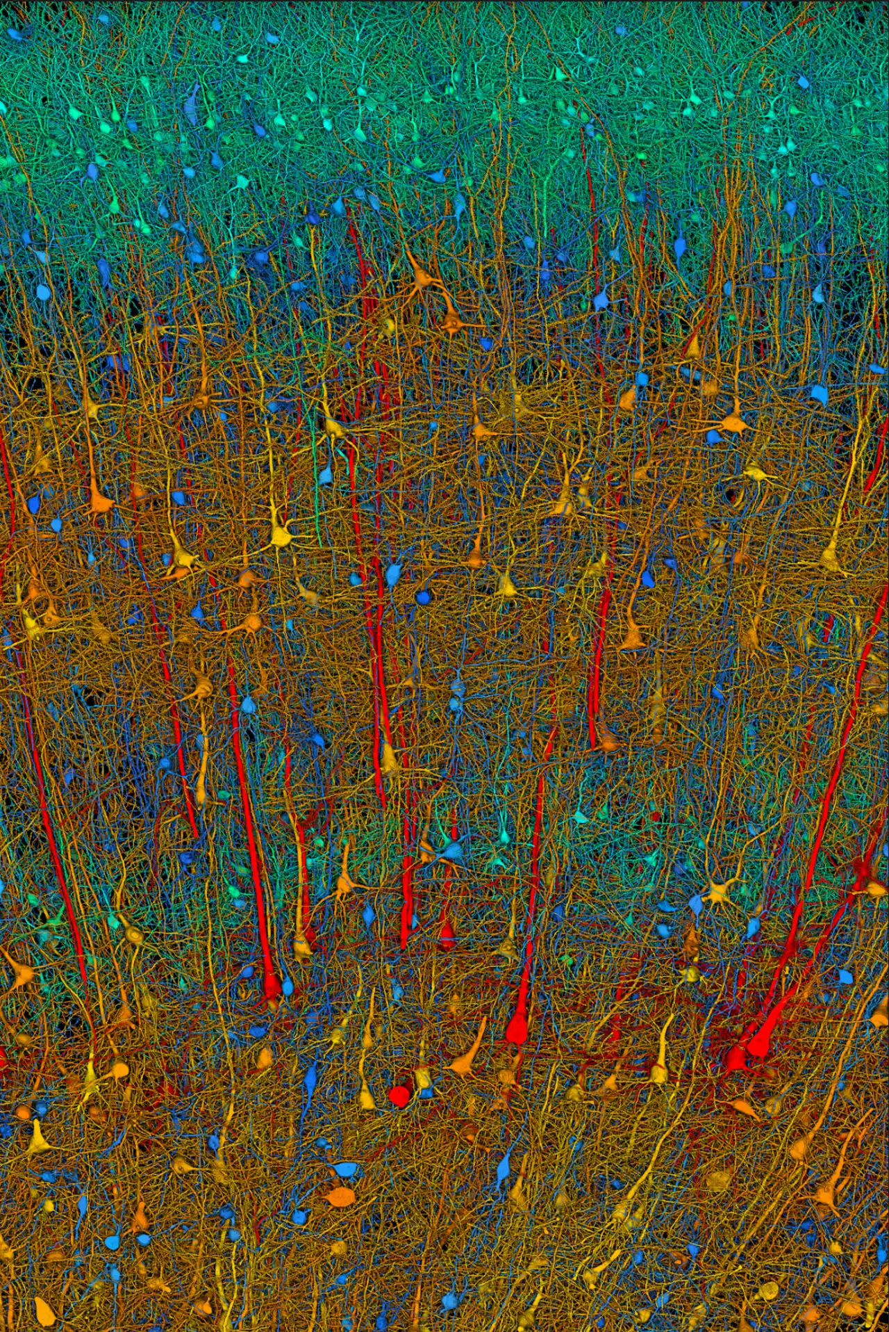 Neuronas mapa