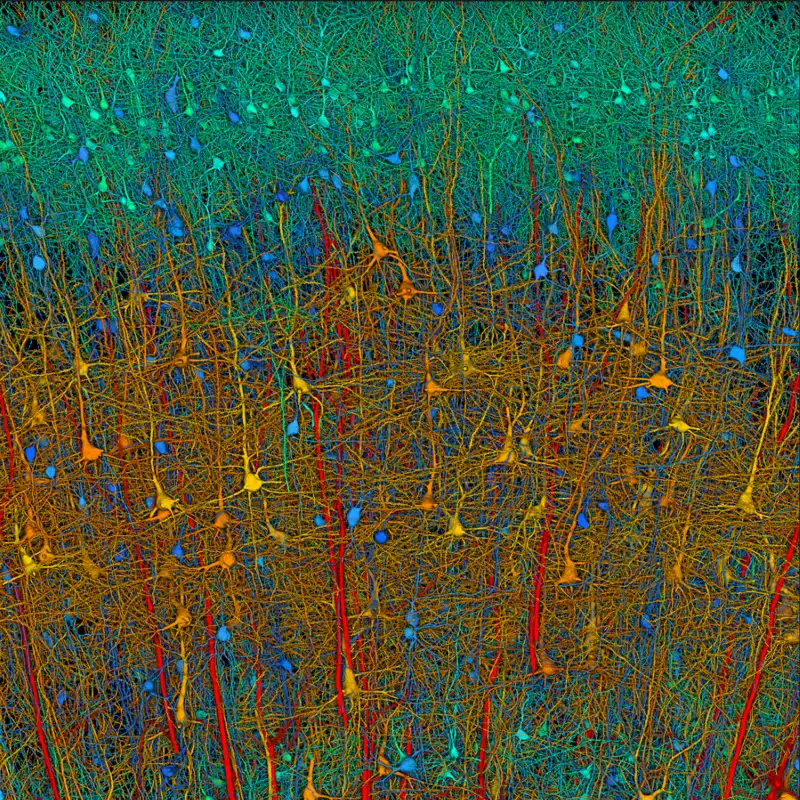 El mapa más detallado del cerebro humano: así se forma nuestra mente
