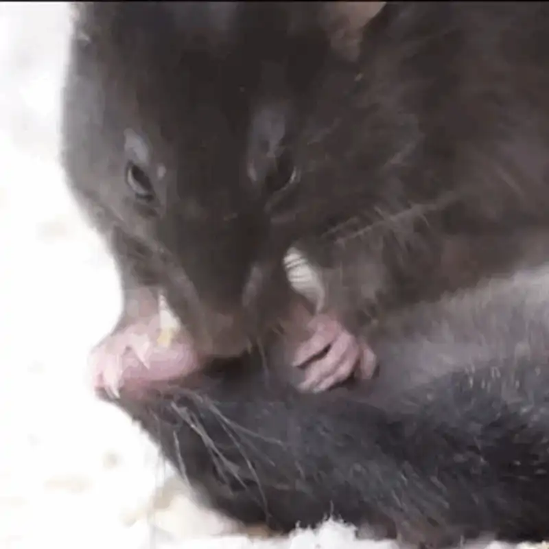 Estos ratones ayudan a sus compañeros caídos