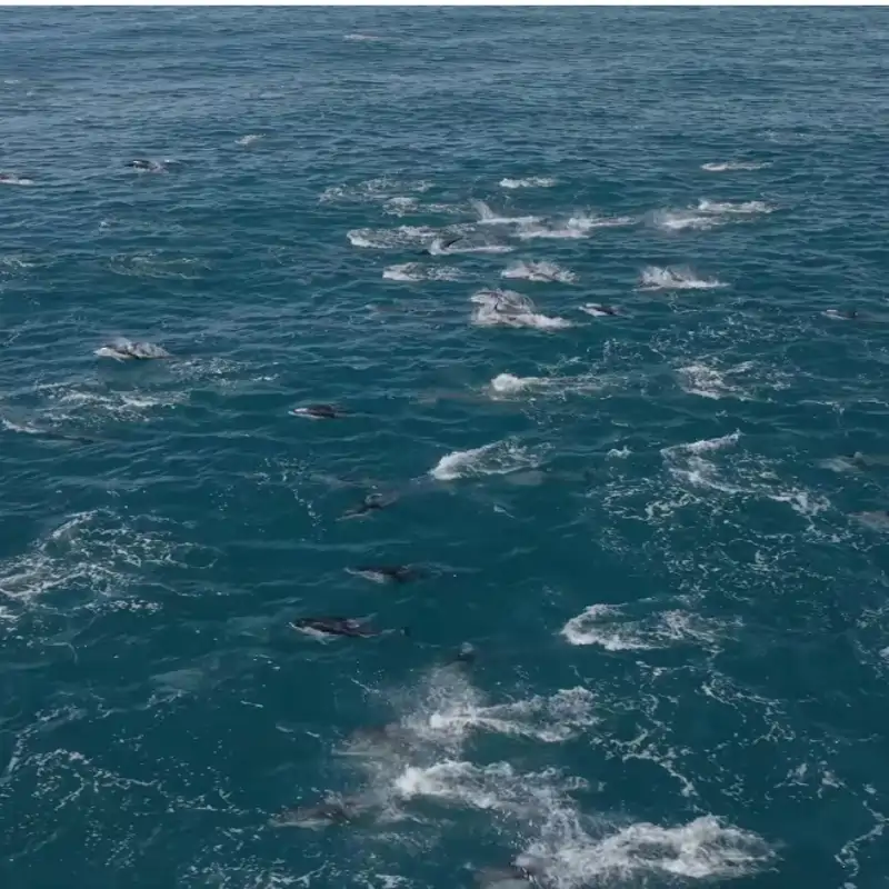 Espectáculo natural: miles de delfines surcan el Pacífico