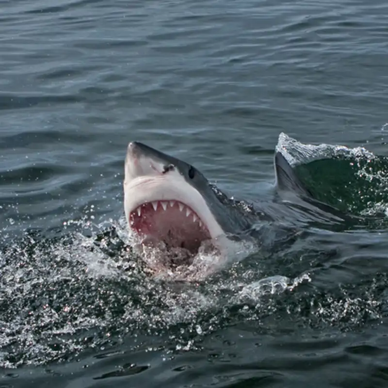 Los ataques de tiburón se desplomaron en 2024, y esto podría ser una mala noticia  