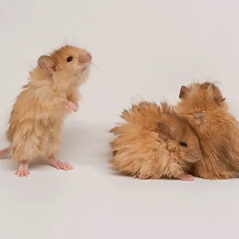 El 'ratón lanudo': ¿un paso real hacia la resurrección del mamut o solo un experimento curioso?