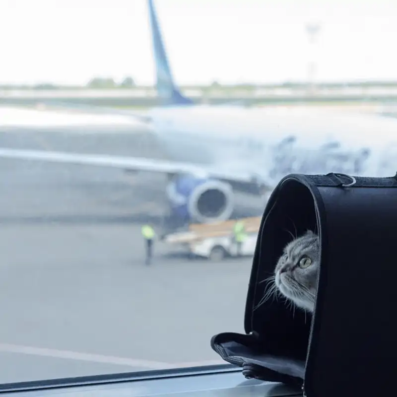 Serpientes, ratas, peces… estos animales pueden viajar a bordo de un avión, aunque no de cualquier manera  