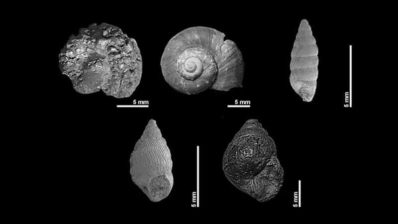 Algunos de los moluscos encontrados