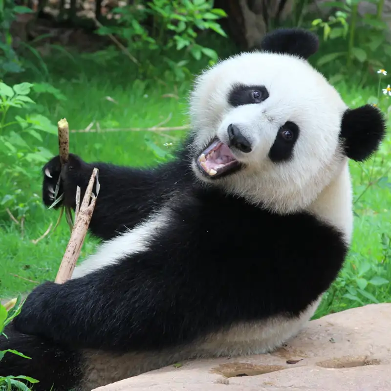 El microARN del bambú revolucionó la dieta del panda gigante
