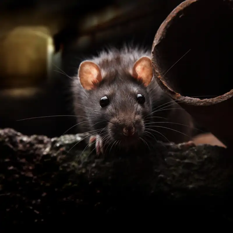 Las ratas se apoderan de las grandes ciudades, y ahora sabemos qué las atrae