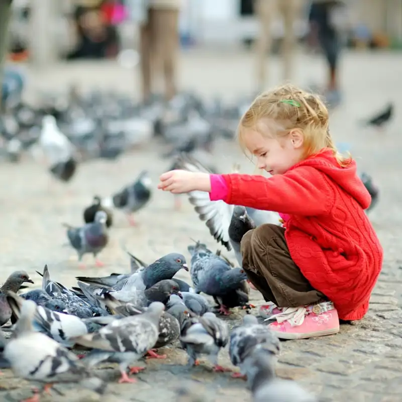 Parásitos entre la fauna urbana, ¿son peligrosos?