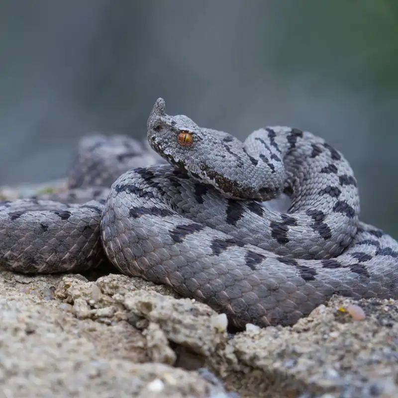¿Qué es el sesgo de conservación? Por qué los animales ‘feos’ también merecen protección