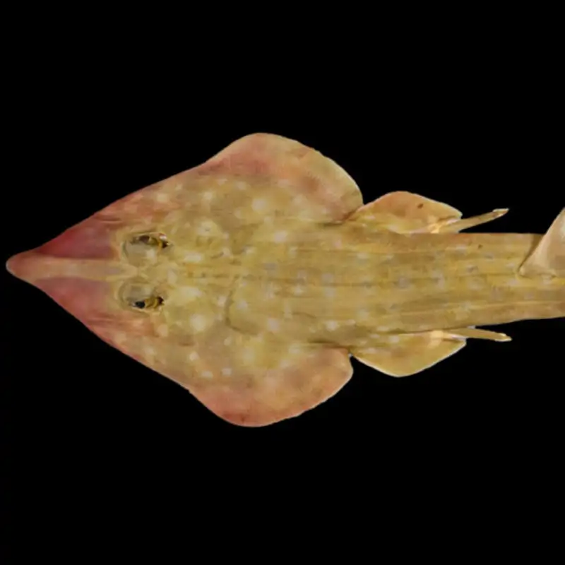 Tiburón guitarra, dragón de lodo, caracoles venenosos... descubren más de 800 nuevas especies bajo el océano
