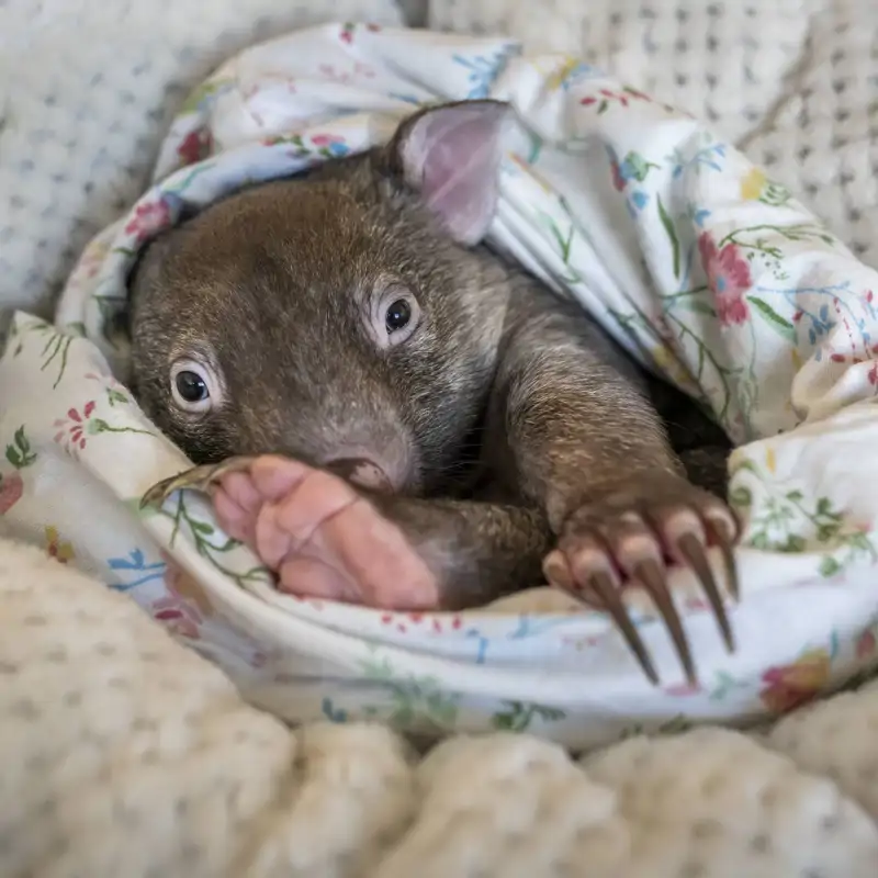 Un escándalo en la naturaleza: la influencer que desató la ira de Australia por coger un wombat