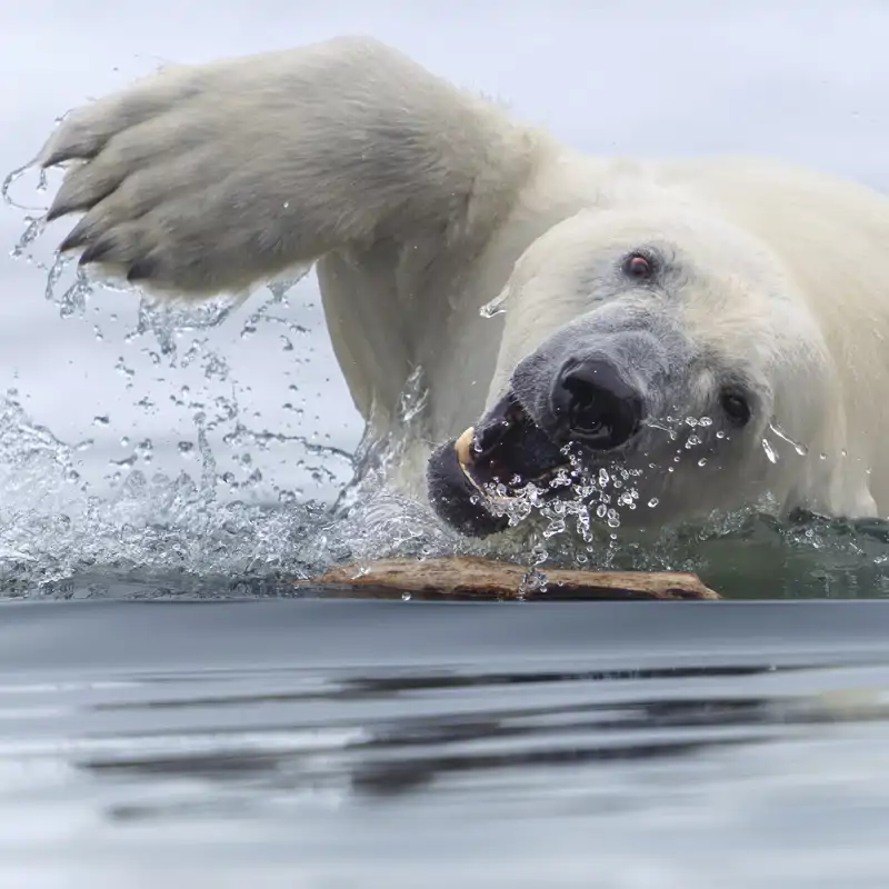 World Nature Photography 2025: Las mejores imágenes de naturaleza del año