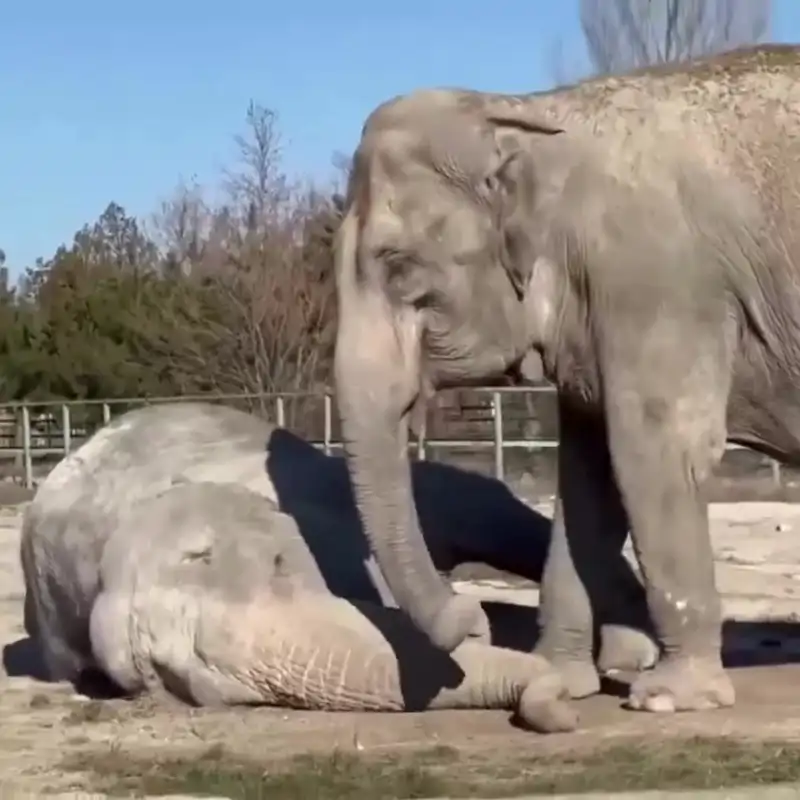 El momento en el que una elefanta permanece junto a su compañera recientemente fallecida 