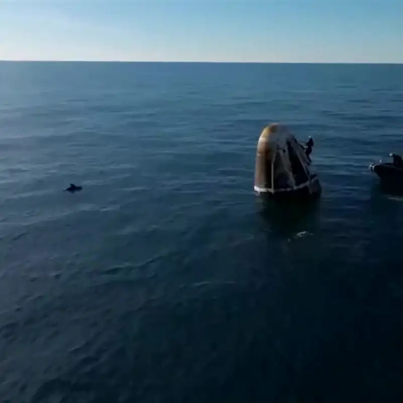 Un simpática bienvenida: los delfines "reciben" a los astronautas de la misión Crew-9