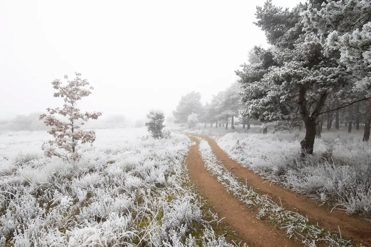 Bosque España