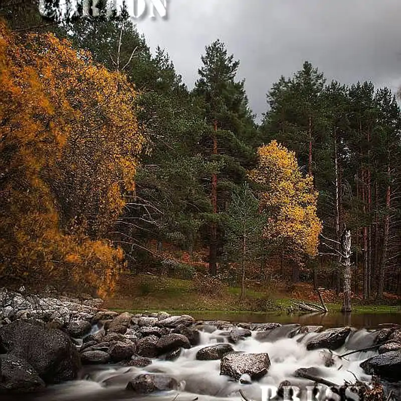 Día Mundial de los Bosques: ¿por qué son claves para nuestro planeta y nuestra vida?