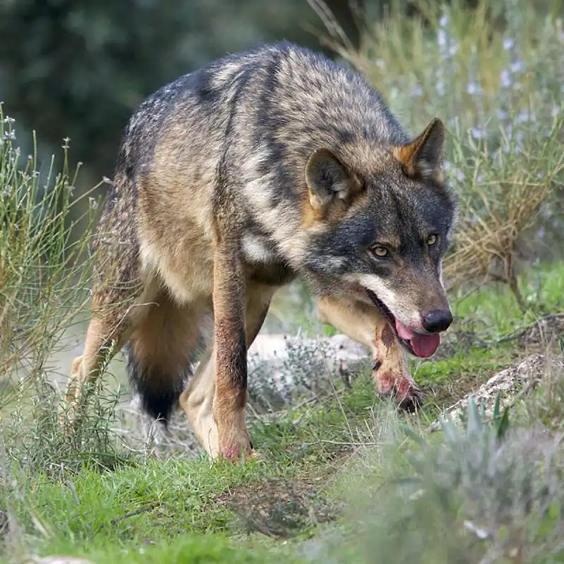 Lobo ibérico