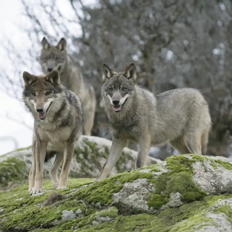¿Cuándo se prohibió la caza del lobo ibérico en España? Pon a prueba tus conocimientos