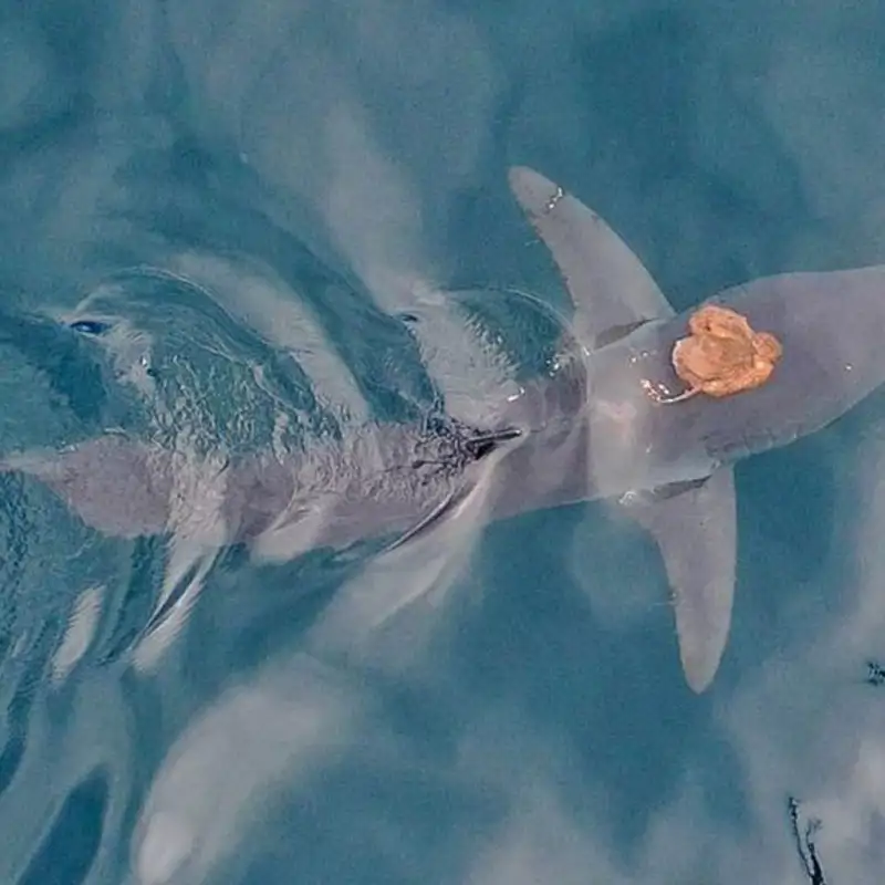 Sorpresa bajo el mar: captan a un pulpo usando a un tiburón como "taxi"