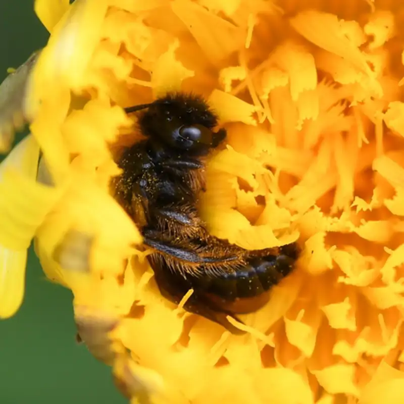 Las abejas melíferas también necesitan dormir unas ocho horas al día 