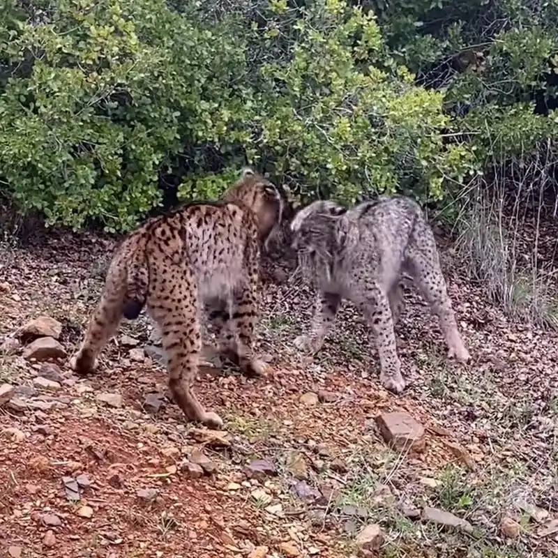 Dos linces ibéricos protagonizan una pelea "muy poco habitual"
