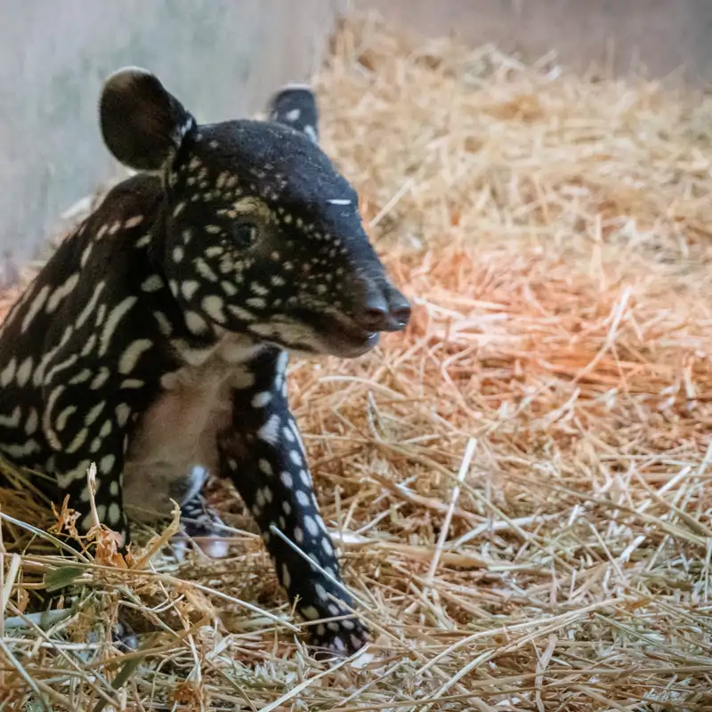 Nace la primera cría de tapir malayo en España: así fue su llegada al mundo