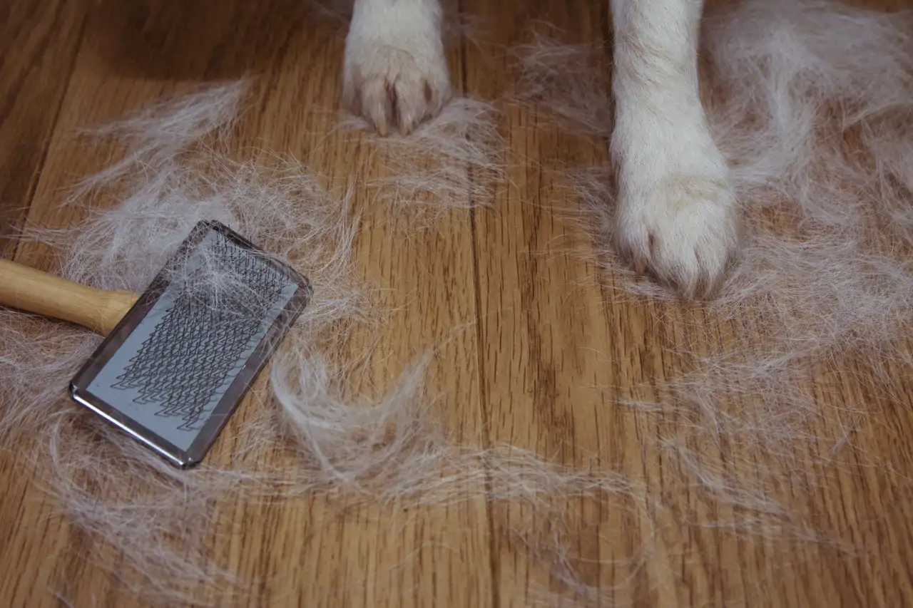 Pelo perros (iStock, smrm1977) (3)