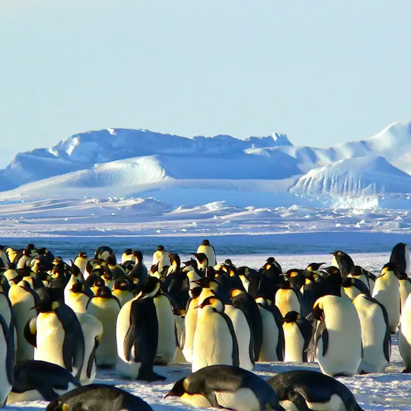 Ni los pingüinos se salvan: las islas más remotas del planeta, atrapadas en el fuego cruzado de los aranceles de Trump  