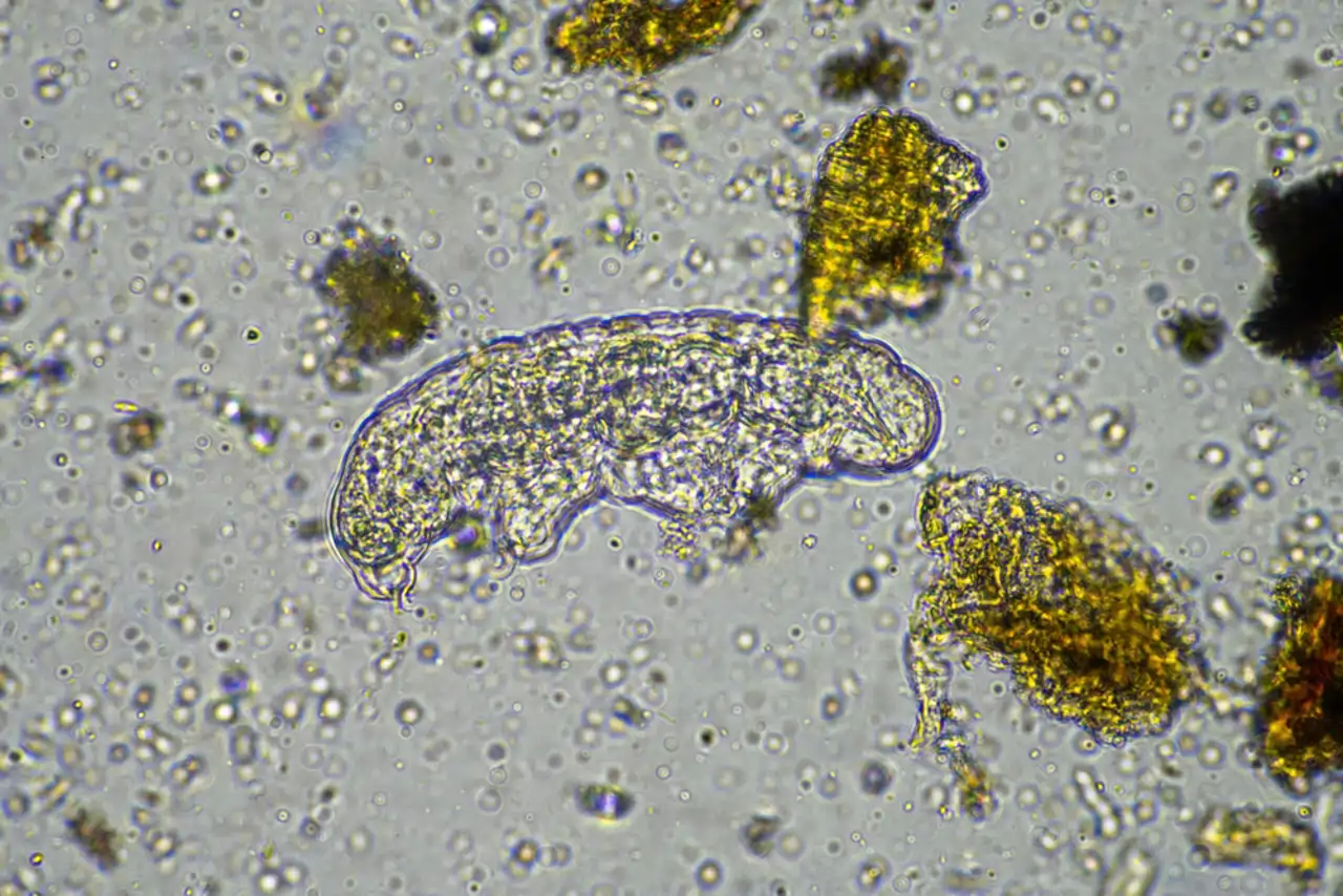 tardigrado