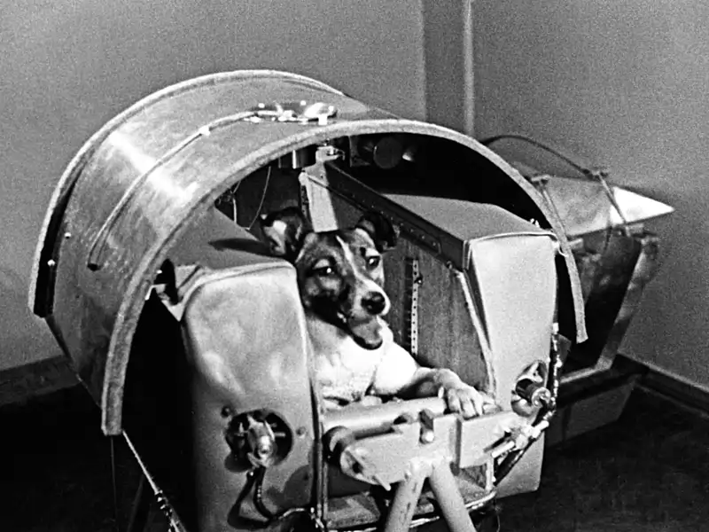 laika