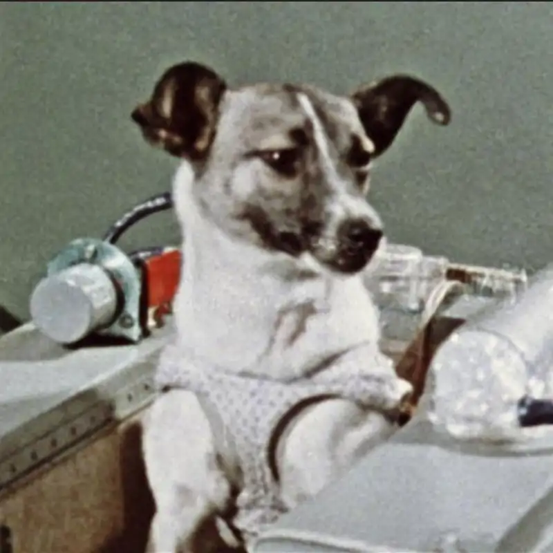 Las 5 cosas que quizás desconocías sobre Laika y el primer vuelo orbital tripulado no-humano