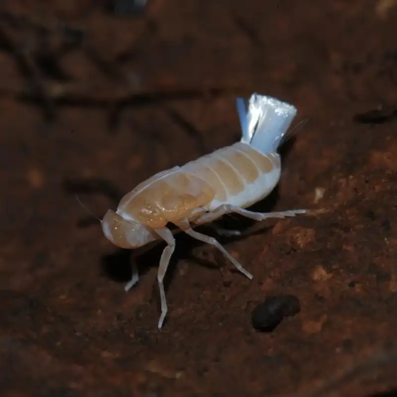 Hallan en una cueva de La Palma una nueva criatura desconocida para la ciencia