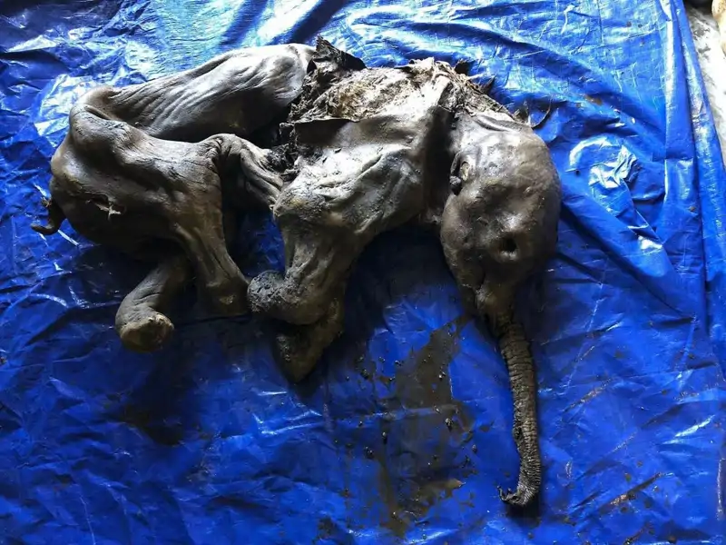 Detalle de la cría de mamut recientemente encontrada en Canadá.
